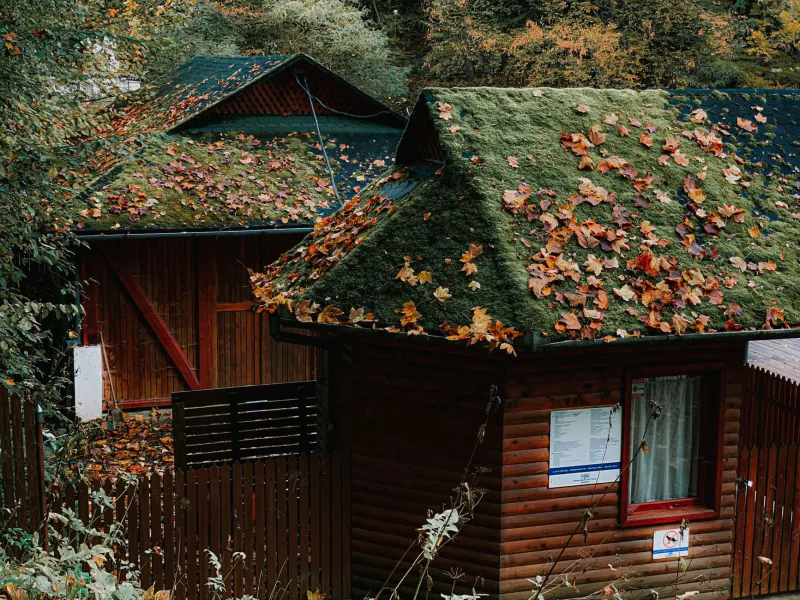 Why Cottage Guests Keep Coming Back to the Same Season, Every Single Year